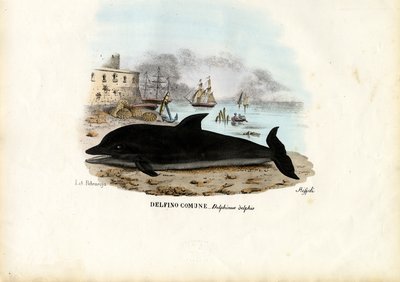 Gemeiner Delfin, 1863-79 von Raimundo Petraroja